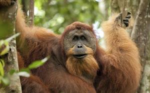 Orangutan en el Parque Nacional Gunung Leuser