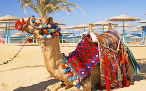 Camello de relax en la playa