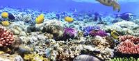 Sharm-el-Sheikh