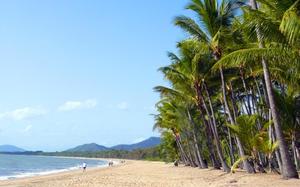 Palmeras