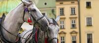 Cracovia