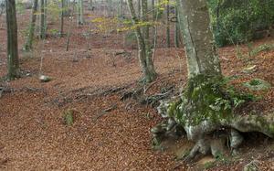 Montseny