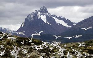 Gaviotas