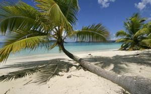 Palmera