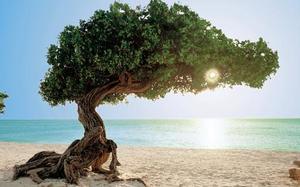 Aruba