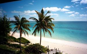 palmeras