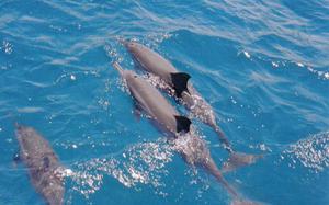 Delfines en Fernando de Noronha