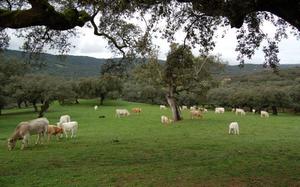 Dehesa