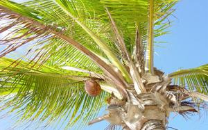 Palmera