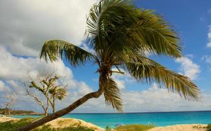 Palmera