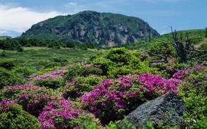 Flores
