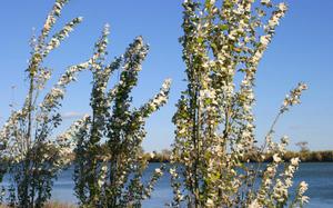 Delta Ebro