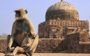 Langur gris