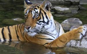 Tigre de Bengala