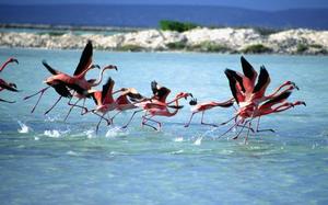 Flamenco
