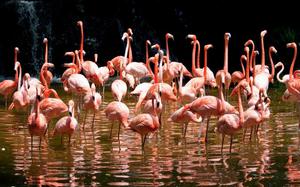 Flamencos en los Everglades