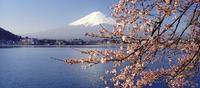 Jap�n