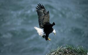 Kodiak