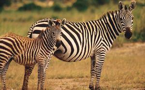Zebras en el Parque Nacional Amboseli