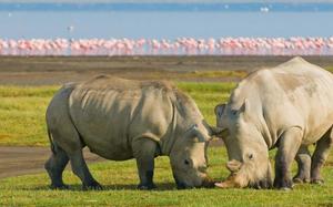 Lago Nakuru