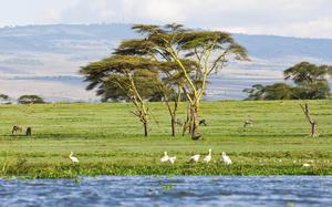 Lago naivasha