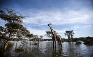 Jirafa en el Lago Naivasha