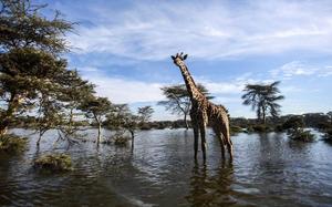 lago