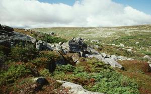 Gros Morne National Park