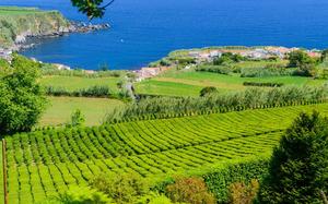 Plantaciones de t�