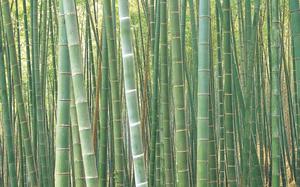 Bambu