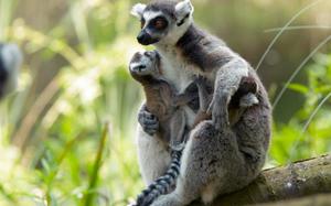 Lemur