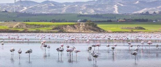Viajes a Larnaca