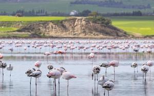 Flamingos