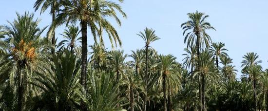 Viajes a Elche