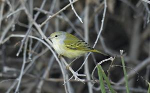 Pinzón de Darwin