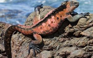 Iguana