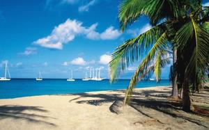 Palmeras