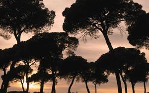 Arboles