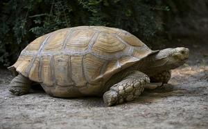tORTUGA