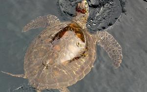 Tortuga verde en Isla Santiago