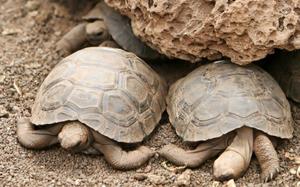 Tortuguitas