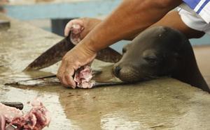 Le�n marino esperando comida