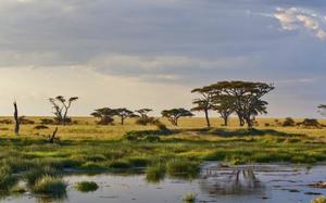 Panormica del Parque Natural de Serengeti