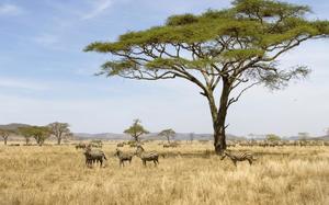 Sabana en Serengeti
