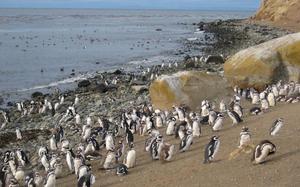 Punta Arenas