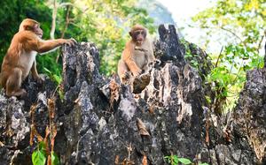 Bosque de monos