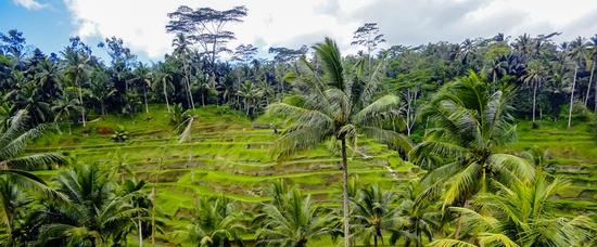Viajes a Ubud