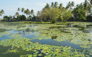 Lago de lotus