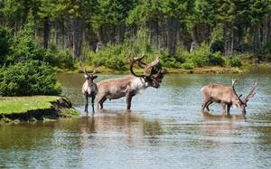 Saguenay