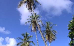palmeras